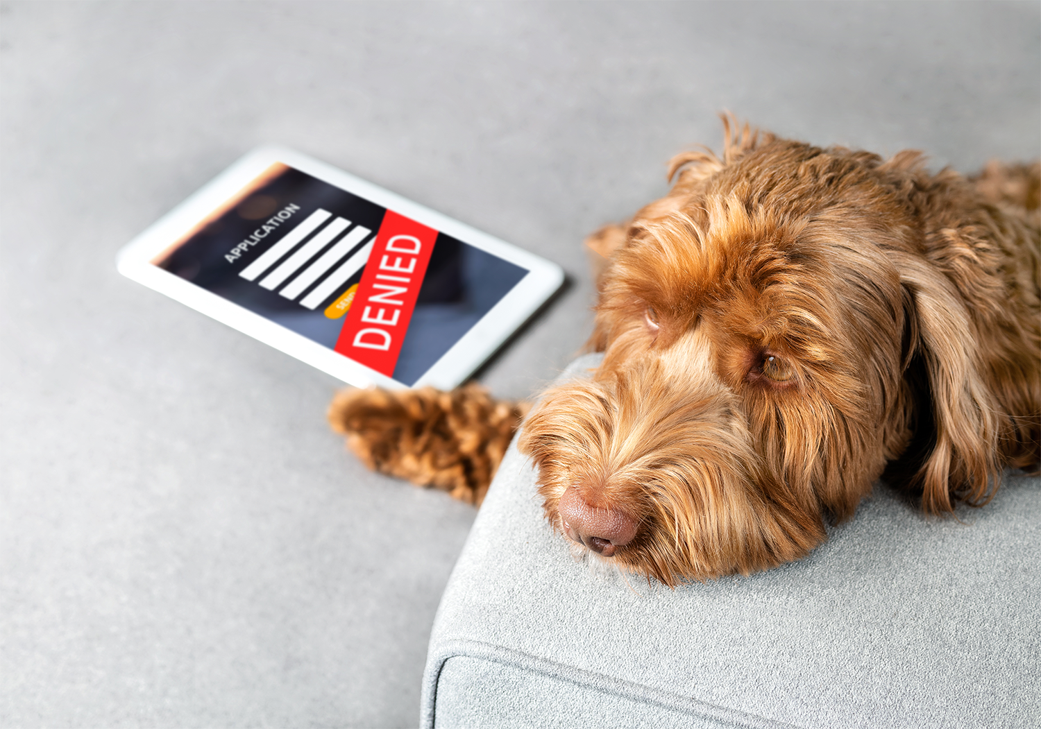 Does a Landlord Have the Right to Call Your Therapist to Verify an ESA Letter?