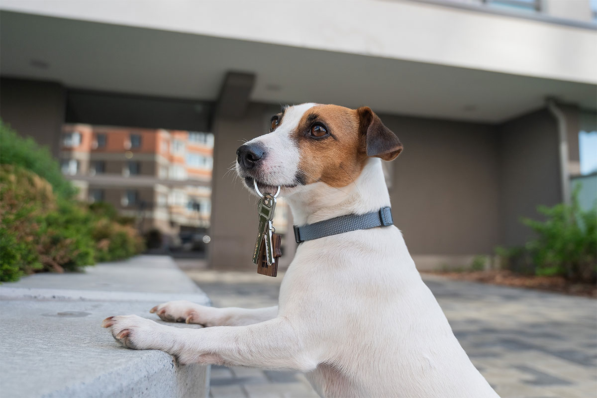 Saying Yes to Pets Helps Landlords Find Tenants Faster