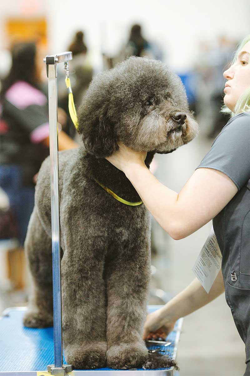 Dog grooming