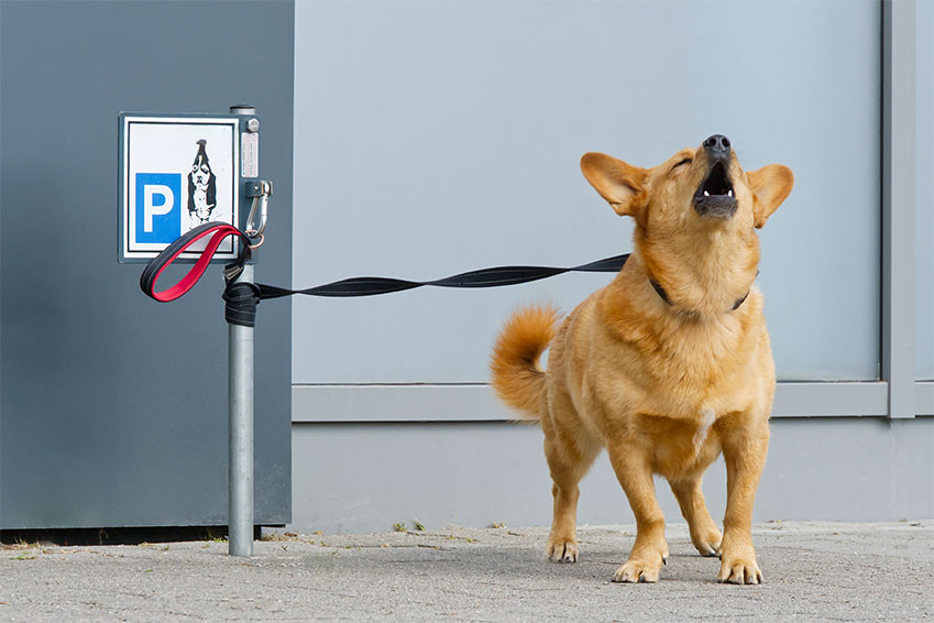 Your neighbor's dog may not be the real problem