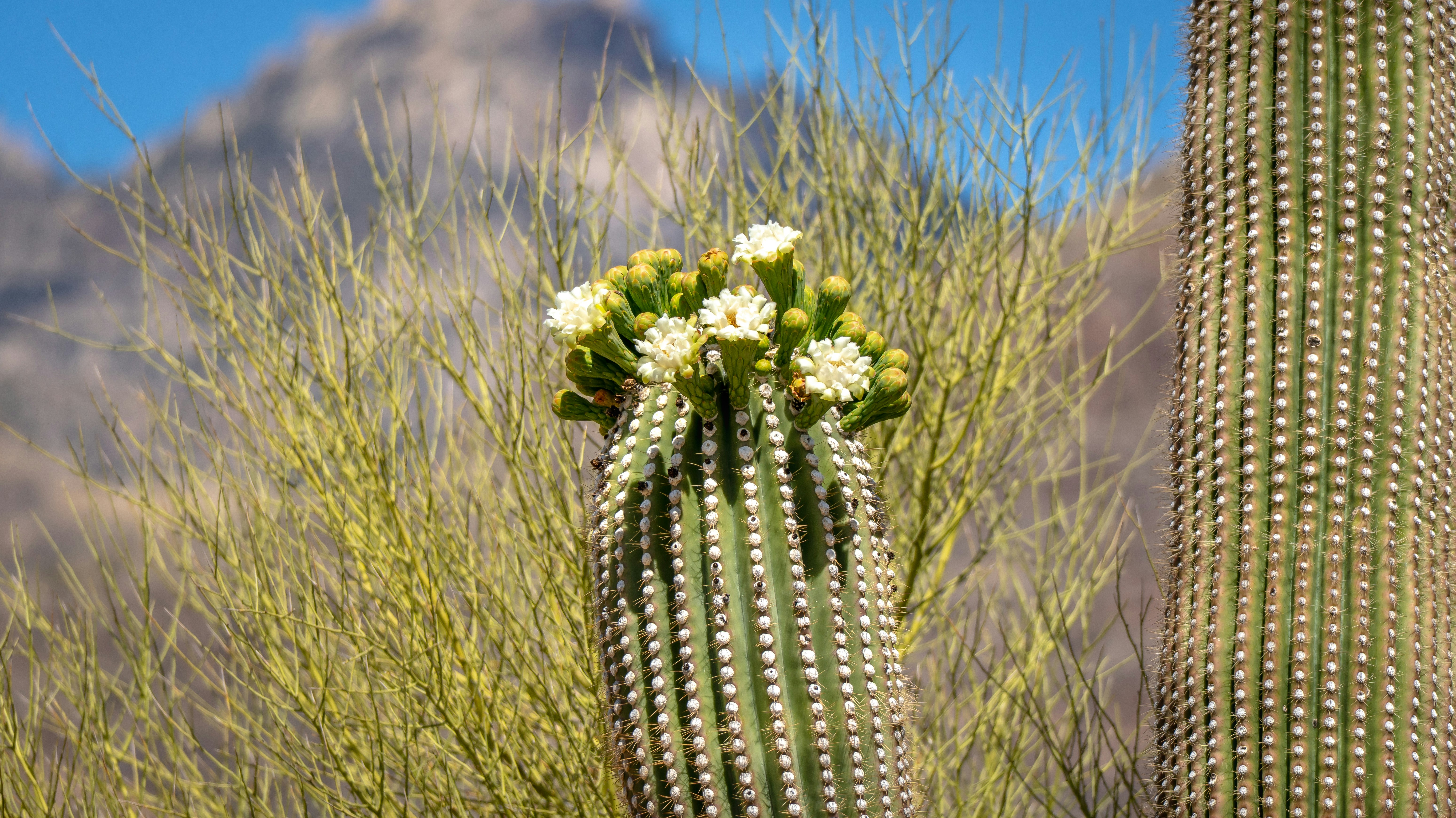 Tucson skyline